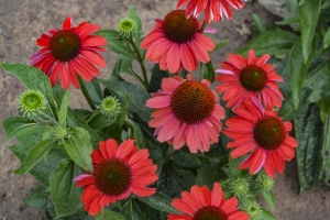 Echinacea 'Frankly Scarlet' 